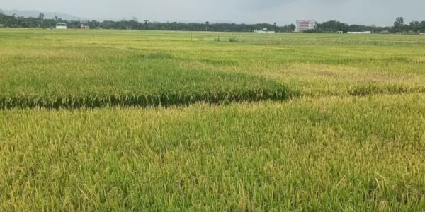 উখিয়ায় সবুজ পাতায় দুলছে কৃষকের স্বপ্ন